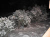 Snow Bushes